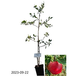 Apple Tree - Malus domestica SKAISTIS