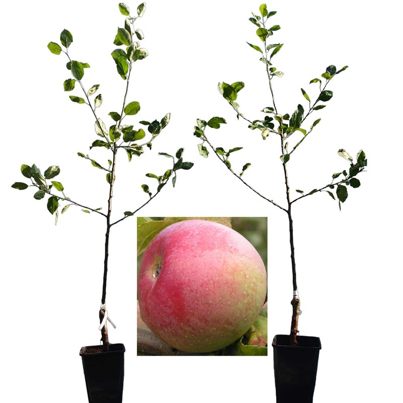 Naminė obelis - Malus domestica SLAVA PEREMOŽCAM (Слава Переможцям)