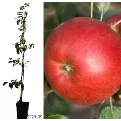 Apple Tree - Malus domestica VITOS