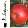 Apple Tree - Malus domestica VITOS