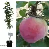 Koloninė obelis - Malus domestica BAIBA