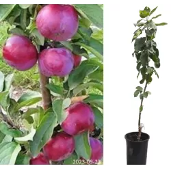 Columnar Apple Tree - Malus domestica GATIS