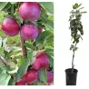 Columnar Apple Tree - Malus domestica GATIS