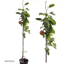 Columnar Apple Tree - Malus domestica ILMA