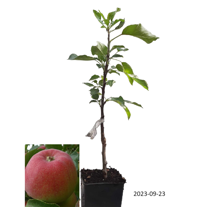 Columnar Apple Tree - Malus domestica KORALL / CORAL