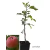 Columnar Apple Tree - Malus domestica KORALL / CORAL