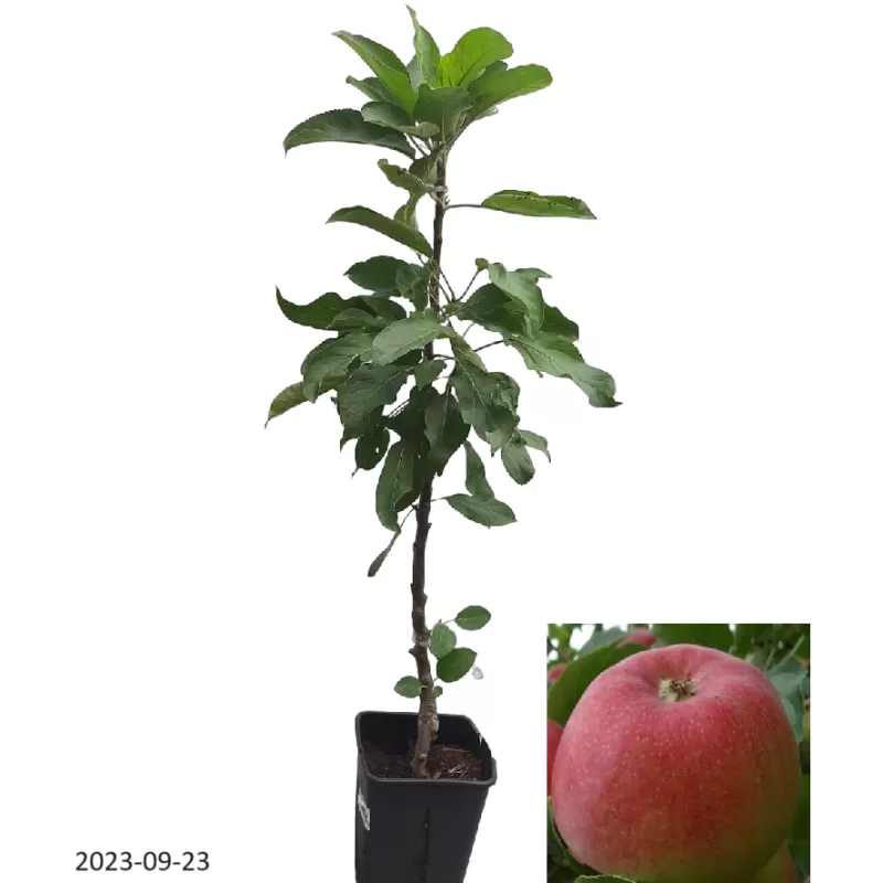 Columnar Apple Tree - Malus domestica KORALL / CORAL