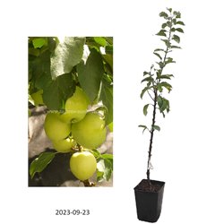 Columnar Apple Tree - Malus domestica MALIUCHA