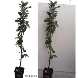 Columnar crab apple tree - Malus domestica MAYPOLE