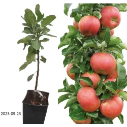 Columnar Apple Tree - Malus domestica MANGO