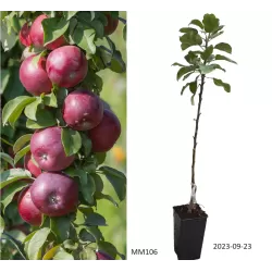 Koloninė obelis - Malus domestica MOSKOVSKOJE OŽERELJE