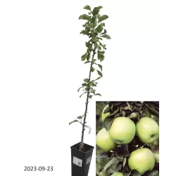 Koloninė obelis - Malus domestica NATALIUŠKA