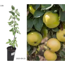 Columnar Apple Tree - Malus domestica PREZIDENT