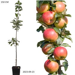 Columnar Apple Tree - Malus domestica VALIUTA