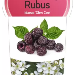 Raspberry - Rubus idaeus x neglectus GLEN COE