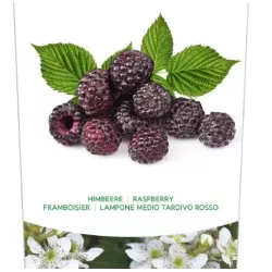 Raspberry - Rubus idaeus x neglectus GLEN COE