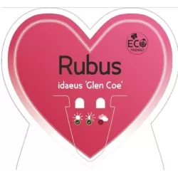 Raspberry - Rubus idaeus x neglectus GLEN COE