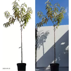 Peach - Prunus persica HARNAS