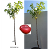 Nectarine - Prunus persica nucipersica FLATERYNA