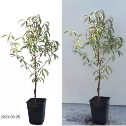 Persikas - Prunus persica SOČNYJ