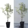 Persikas - Prunus persica SOČNYJ