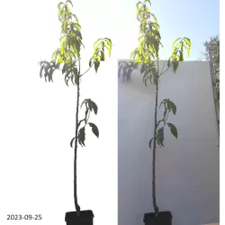 Prunus persica FLAMIN FURY