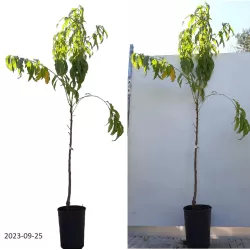 Peach - Prunus persica INKA