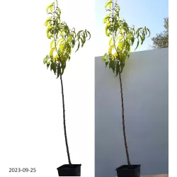 Persikas - Prunus persica ISKRA