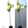 Persikas - Prunus persica ISKRA