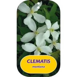 Kalninė raganė - Clematis montana ALBA