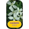 Clematis montana ALBA