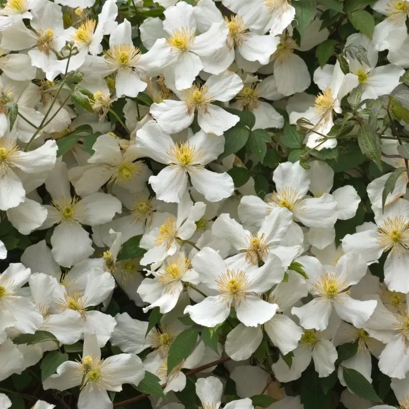 Kalninė raganė - Clematis montana ALBA
