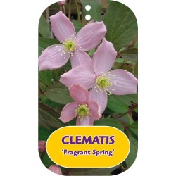 CLEMATIS montana FRAGRANT SPRING