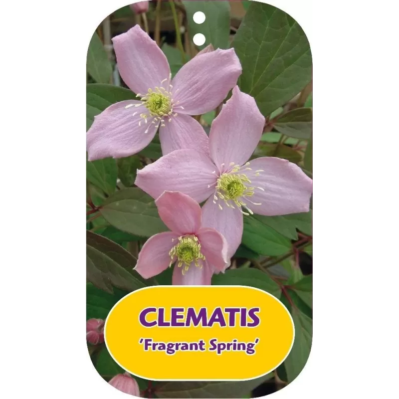 Kalninė raganė - CLEMATIS montana FRAGRANT SPRING