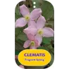 Kalninė raganė - CLEMATIS montana FRAGRANT SPRING