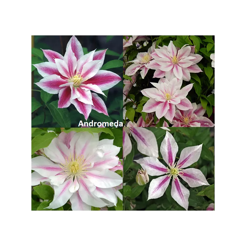 Clematis ANDROMEDA