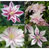 Clematis ANDROMEDA