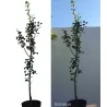 Kriaušė - Pyrus communis DECORA