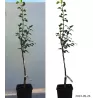 Kriaušė - Pyrus communis IZOLDA