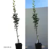 Kriaušė - Pyrus communis LUKNA