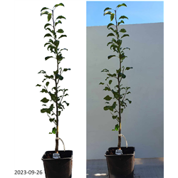 Kriaušė - Pyrus communis MOSK. KRASAVITSA