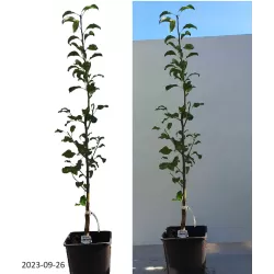 Pear - Pyrus communis RUSSKAJA KRASAVITSA (Mosk. Krasavitsa)