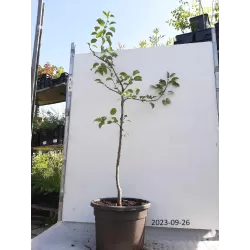 Pear - Pyrus communis CLAPP'S FAVOURITE