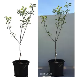 Kriaušė - Pyrus communis RAUDONA KLIAPO MĖGSTAMOJI