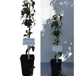 Kriaušė - Pyrus communis SCHWEIZERHOSE