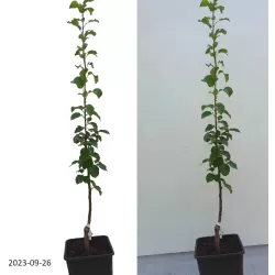 Pear - Pyrus communis SUMMERCRISP