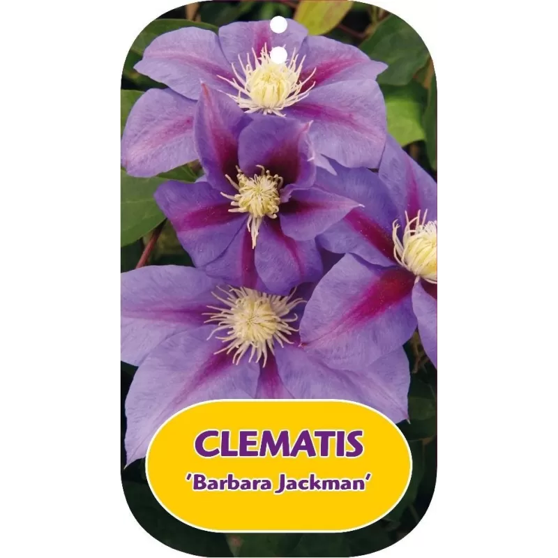 Clematis BARBARA JACKMAN