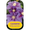 Plačiažiedė raganė - Clematis patens BARBARA JACKMAN