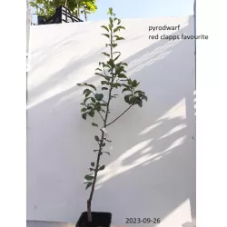 Pear - Pyrus communis CLAPP'S FAVORITE RED
