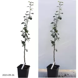 Pear - Pyrus communis VEKOVAJA